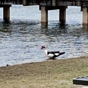 Meet your Posher, Josh